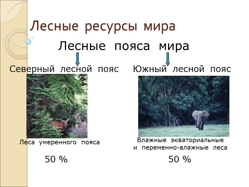 Лесные  ресурсы  мира Лесные  пояса  мира Северный  лесной 